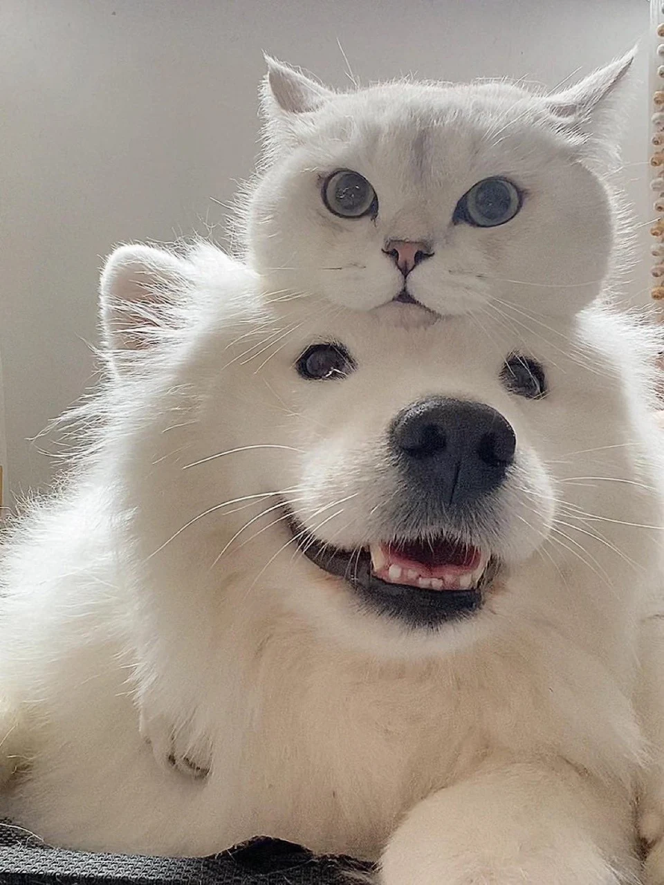 cat on top of dog