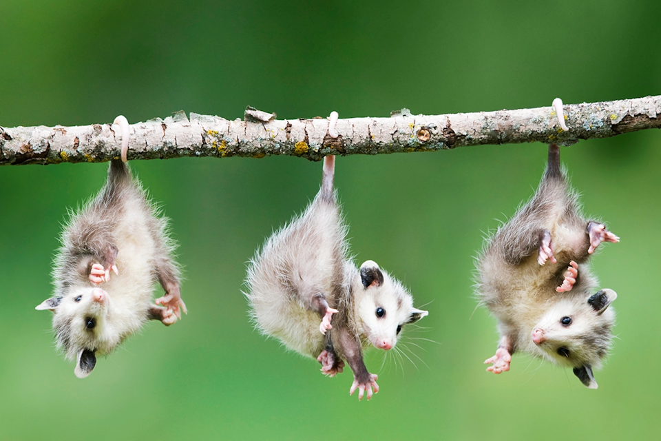 Baby Opossums upside down