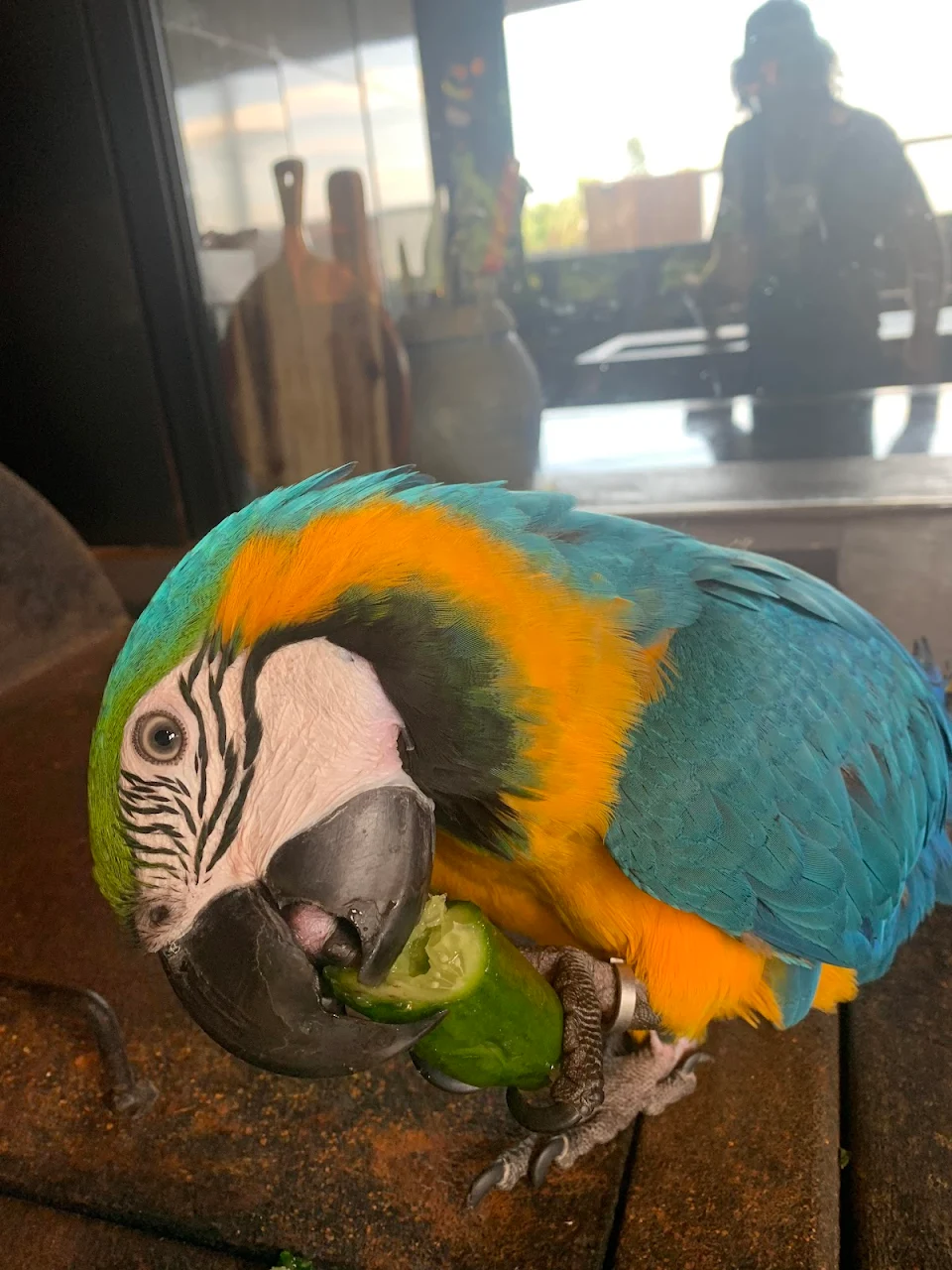 a macaw eating a cucumber