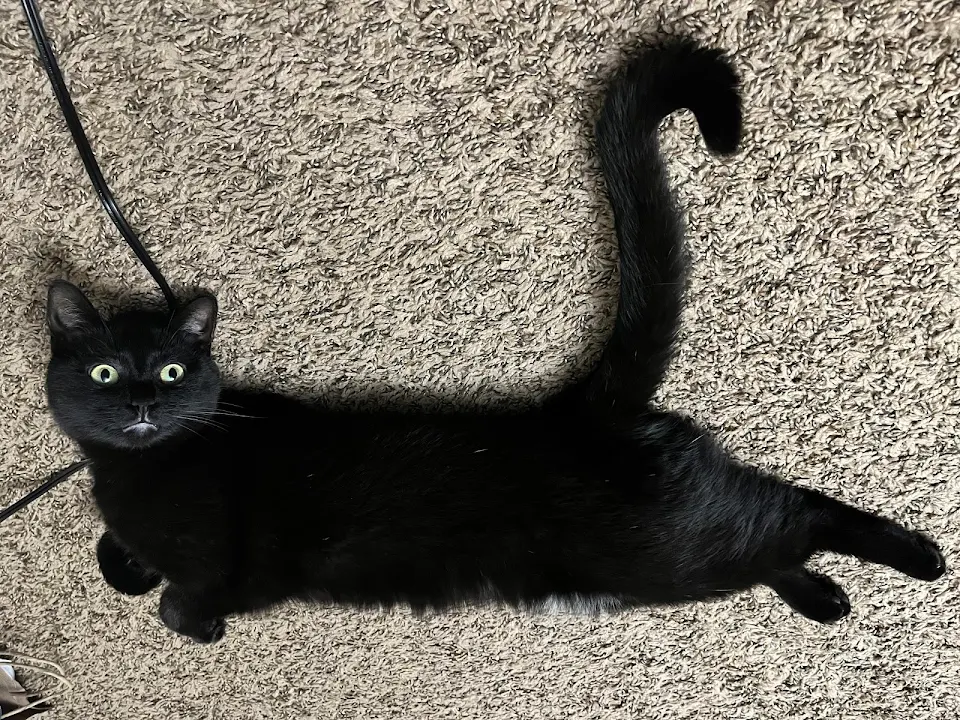 Black cat lying sideways