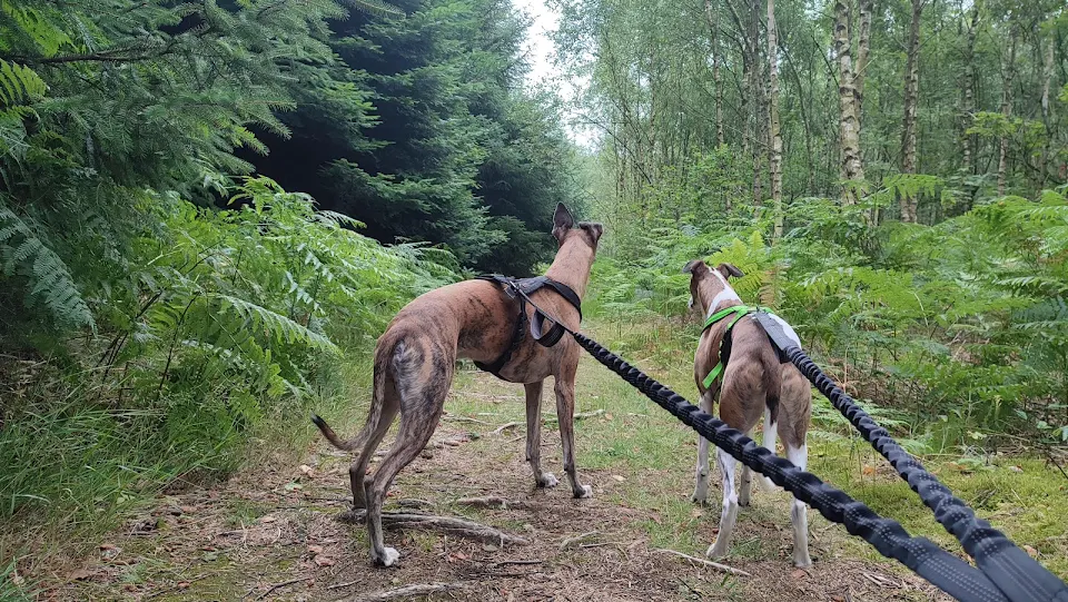 our 2 boys from our latest walk in the woods. I'm experimenting with videos of our works