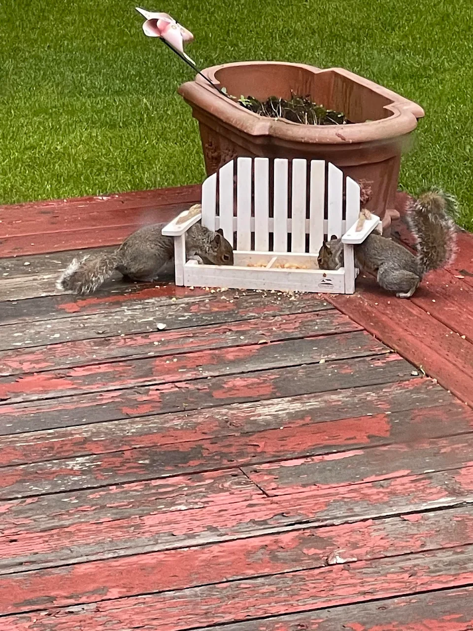 Our 2 new baby squirrels sharing their food