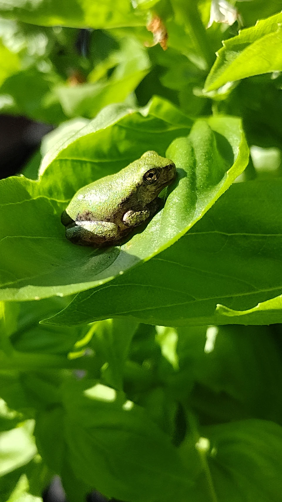 A little frog friend on my basil this morning.