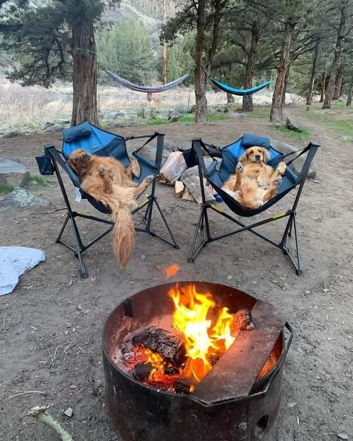 Golden retrievers camping