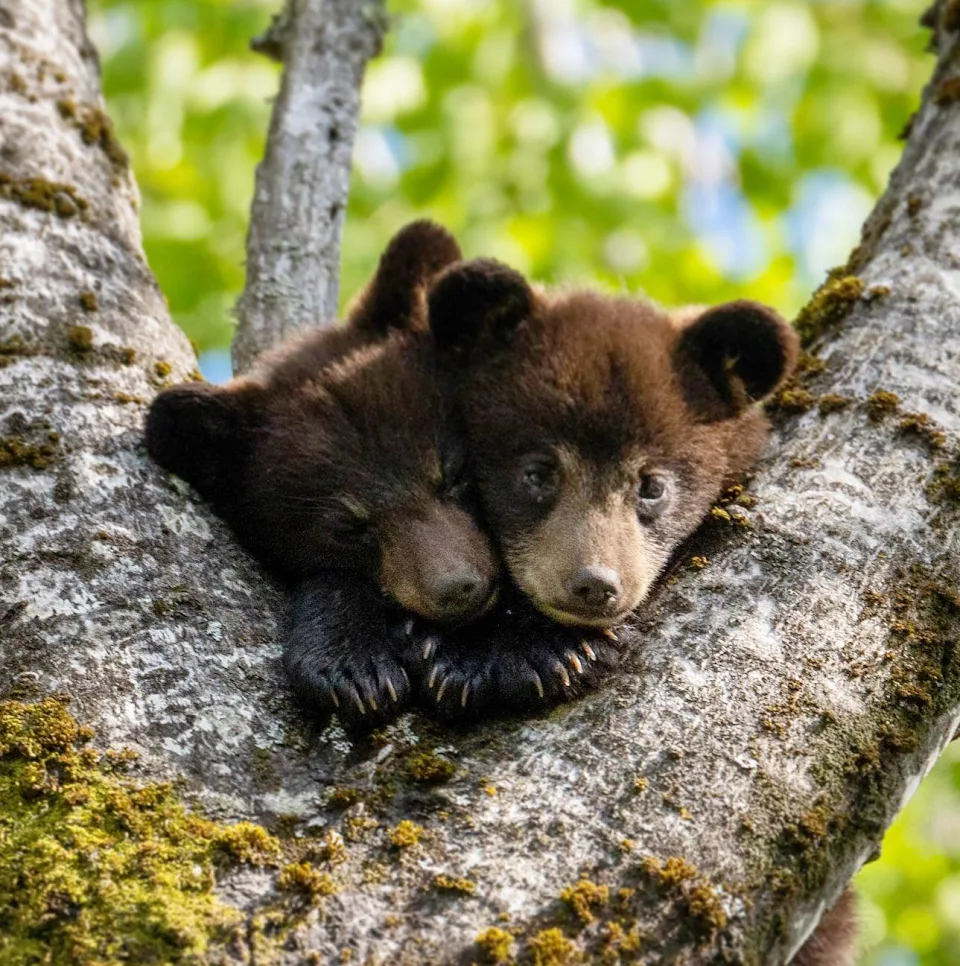 Two American black bear cubs in a tree in northern Minnesota
