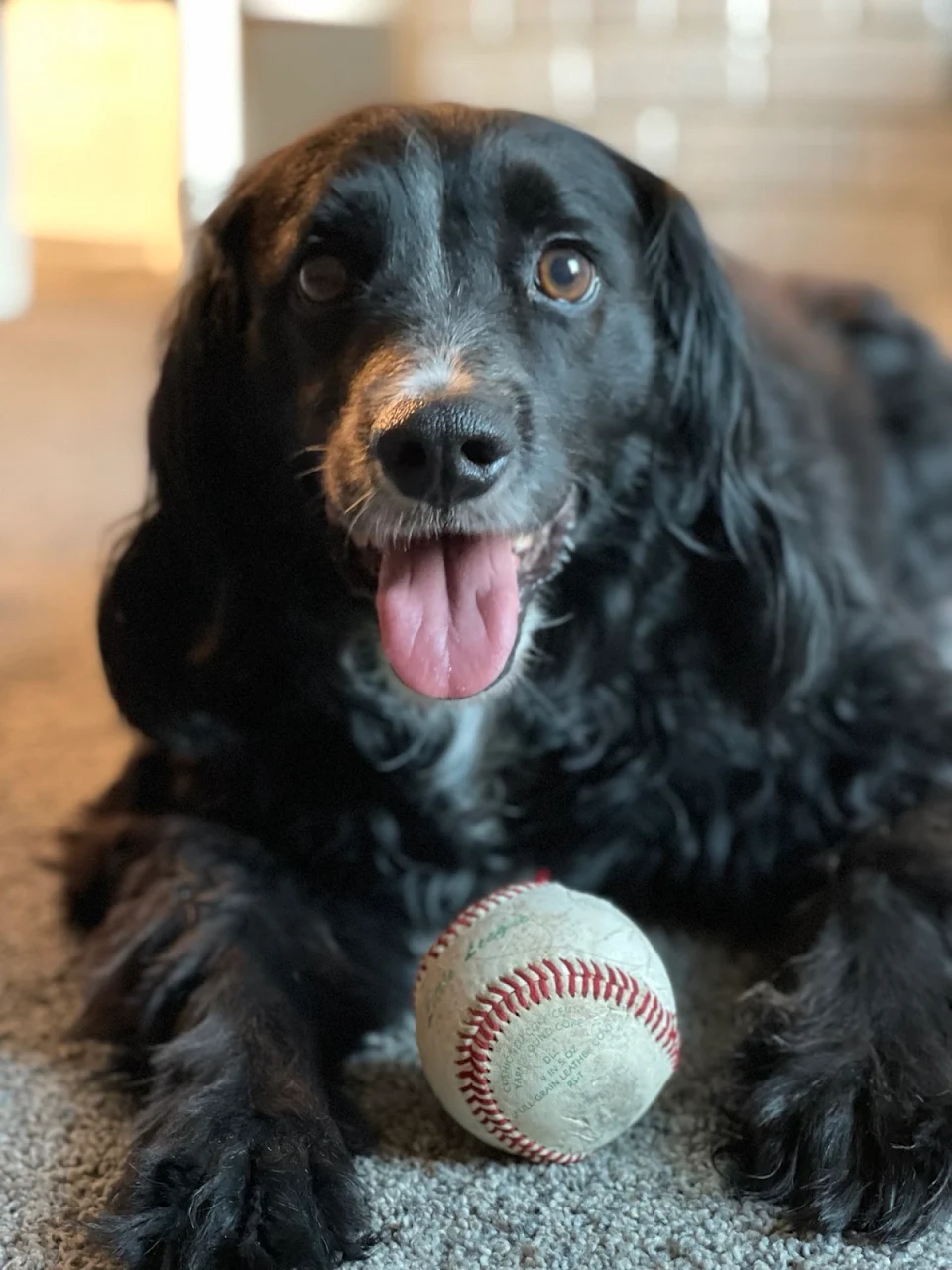 Just a Pup with his ball