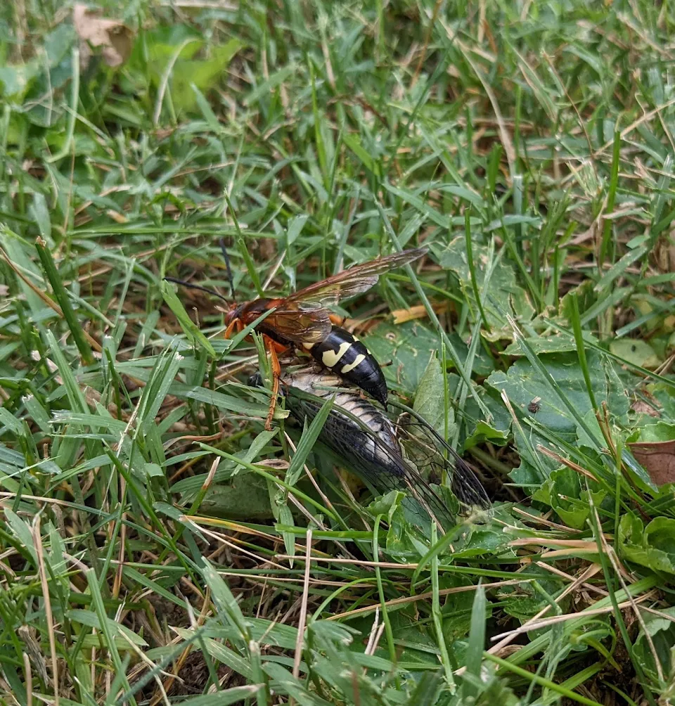 Cicada Killer wasp living up to its namesake