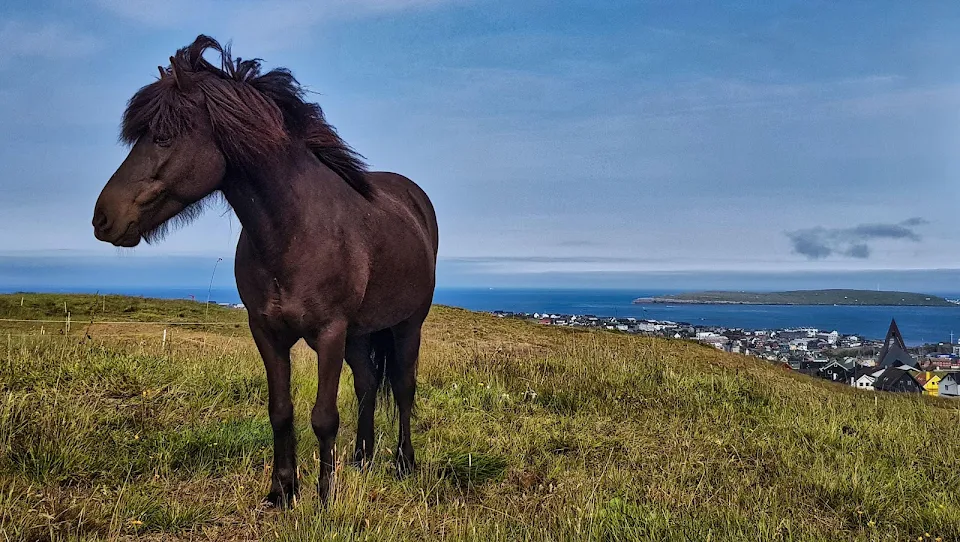 Faroe Pony Near Torshavn, Faroe Islands