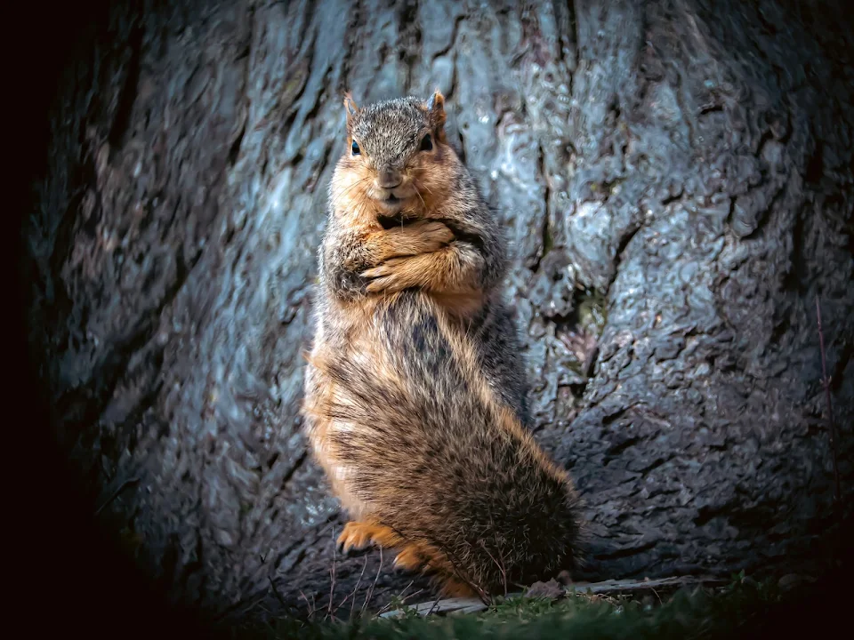 Just a squirrel hugging its tail