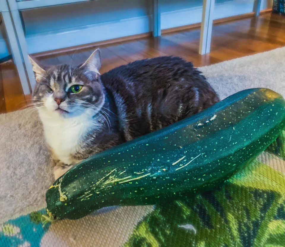 My pirate kitty next to an unusually large zucchini…