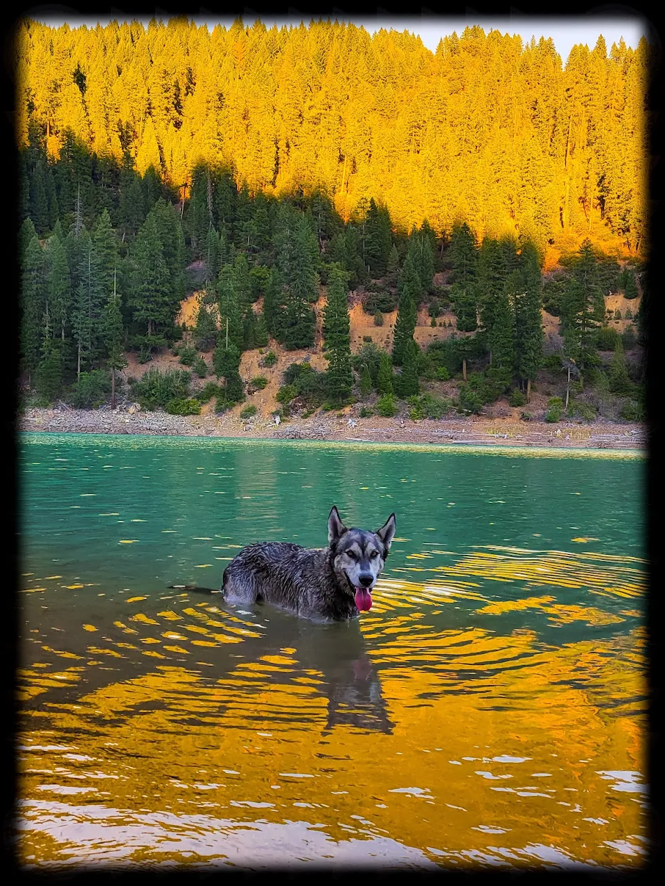 Picture I took of my dog Geode. McCloud Reservoir, CA