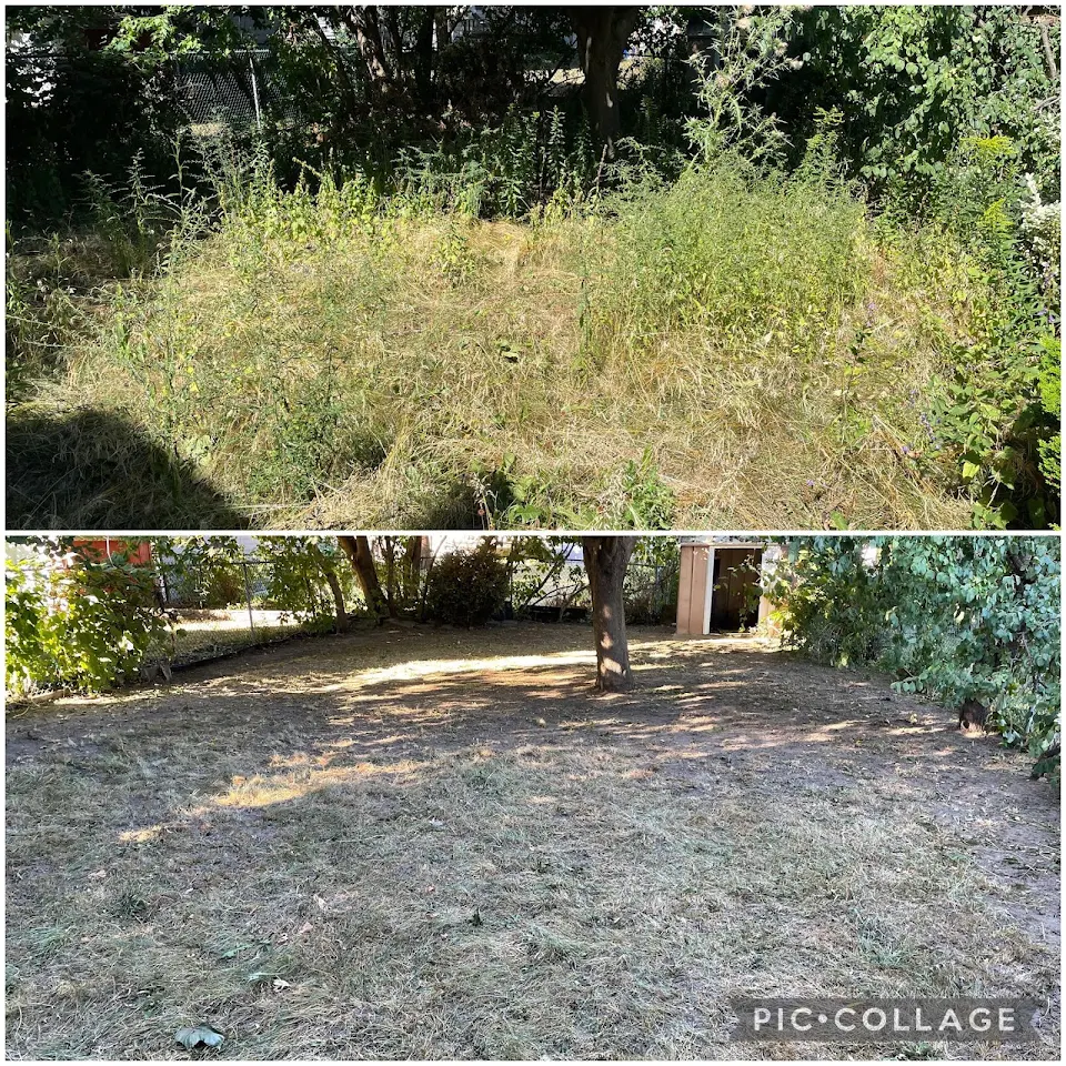 Before/After backyard cleanup I did today