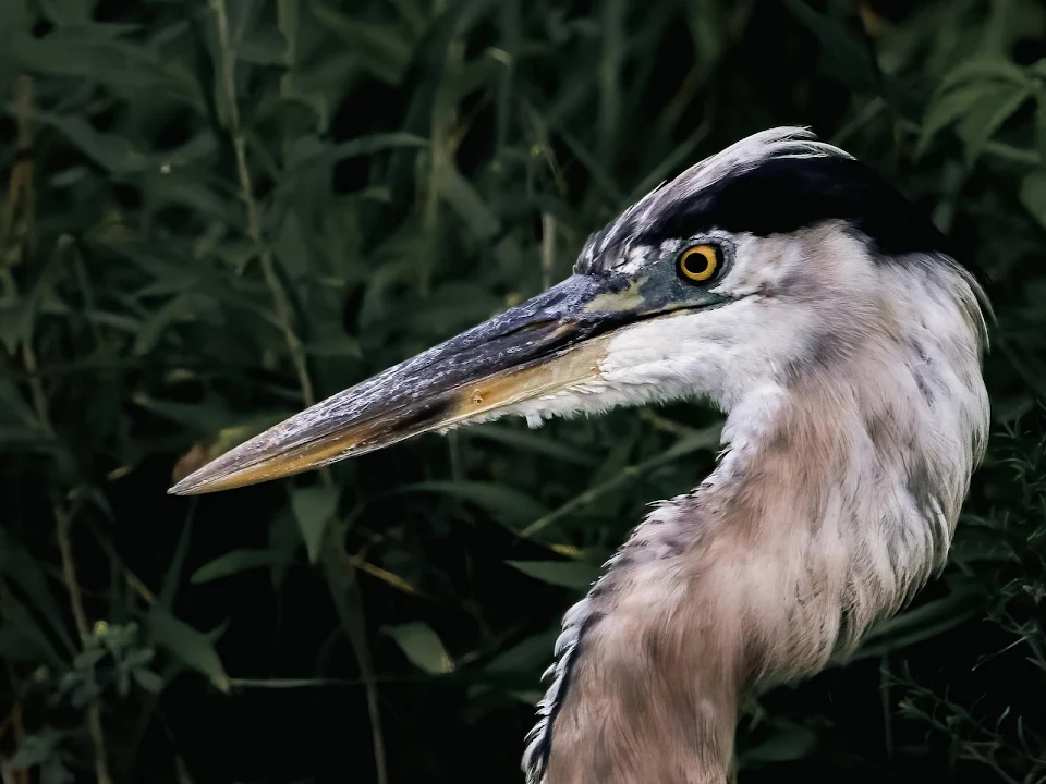 Blue Herons are some incredible birds