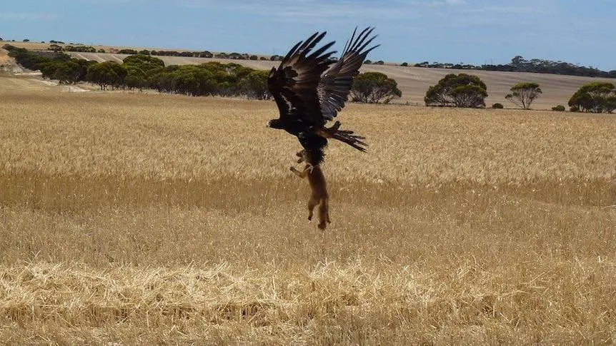 An Australian wedge-tailed eagle (Aquila audax) taking an introduced red fox for a joyride.