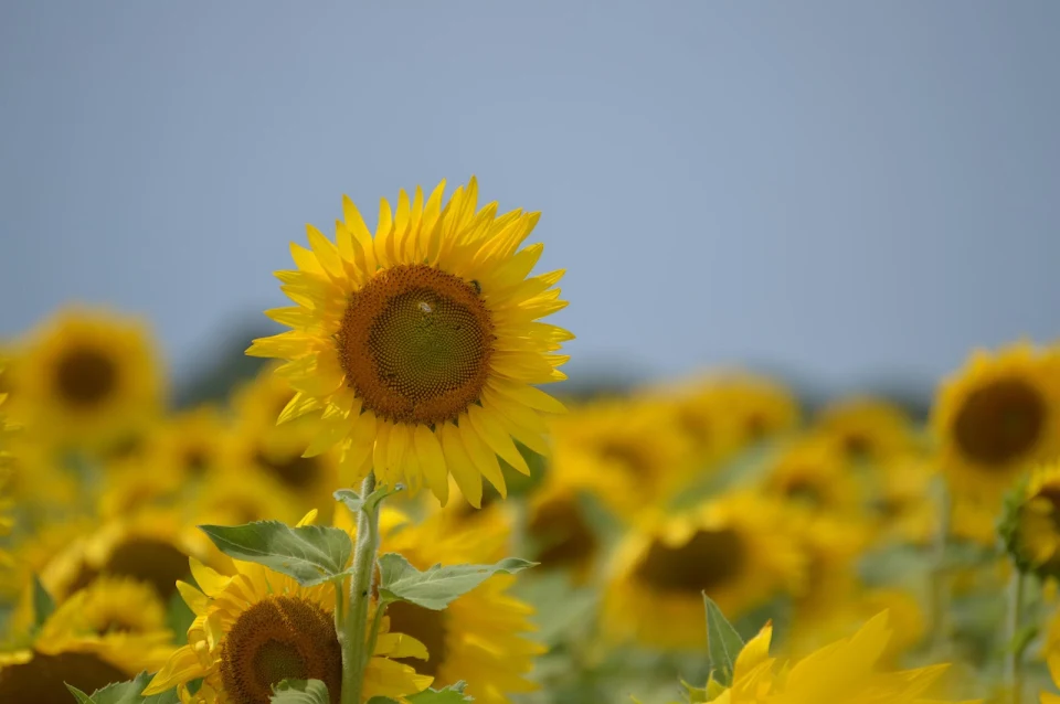 Sun Flower field in Iowa