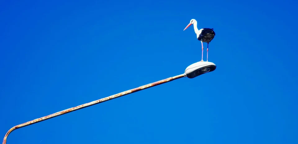 Stork on a street lamp