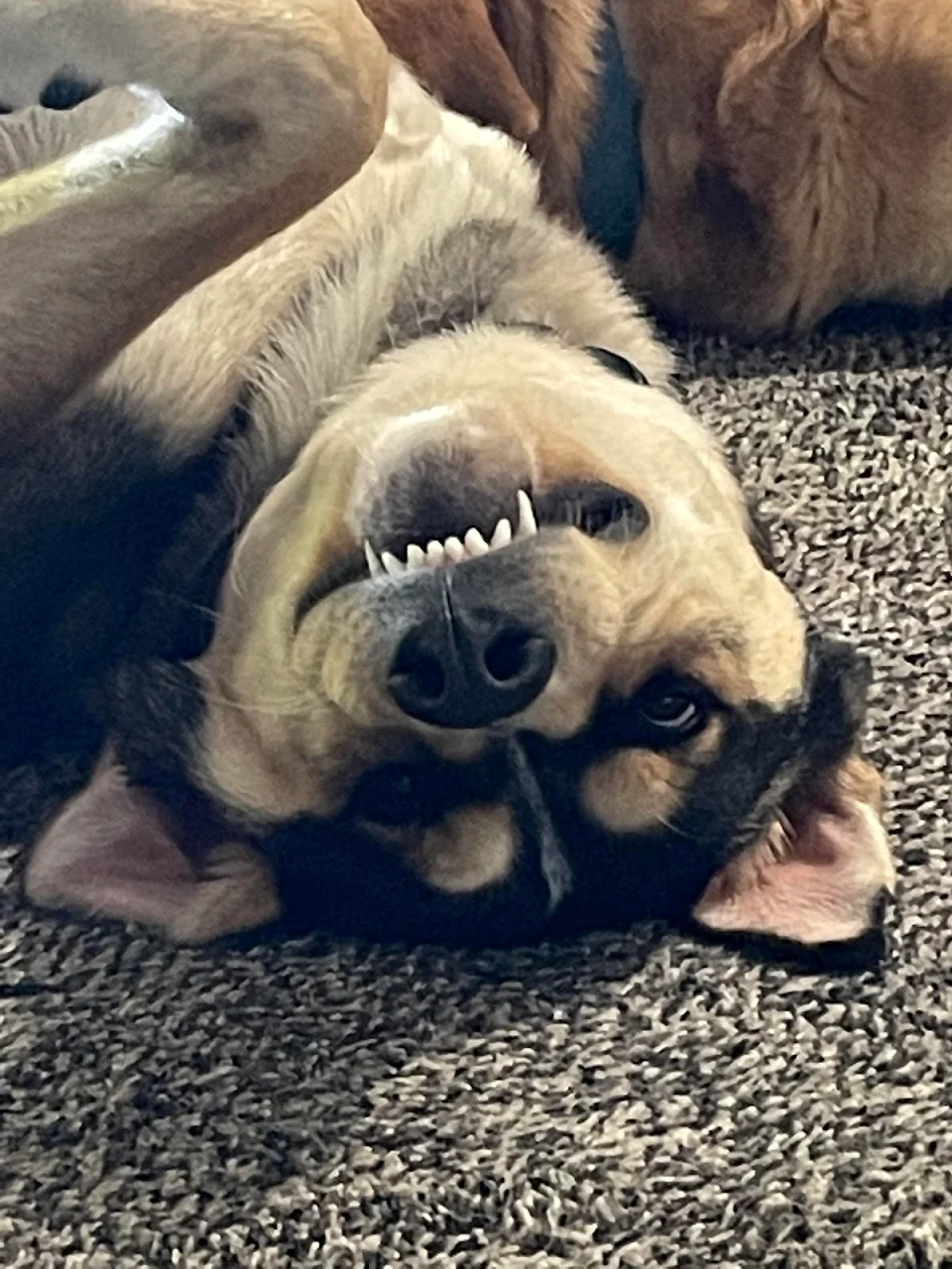 A dog with a overbite