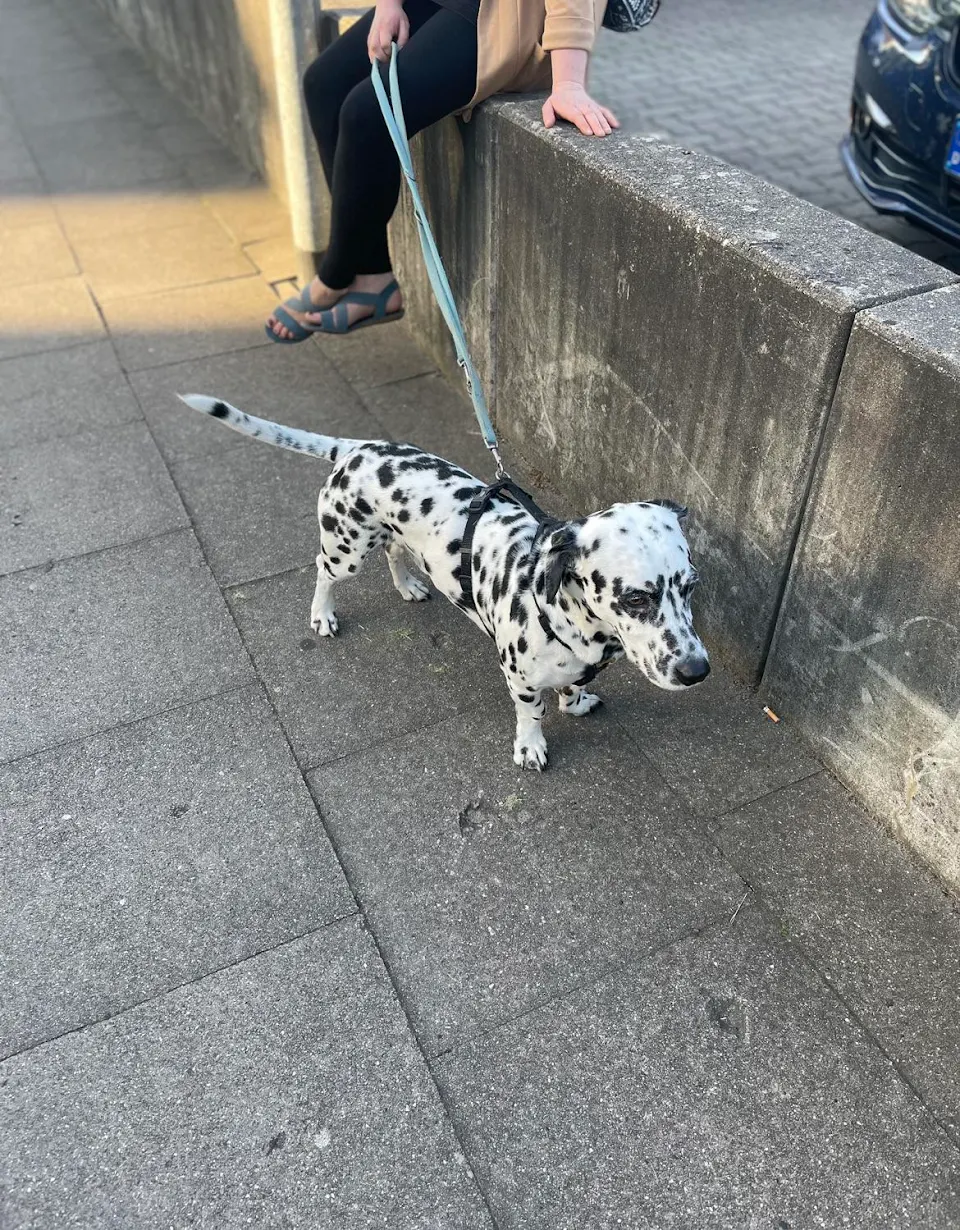 Mini Dalmatian