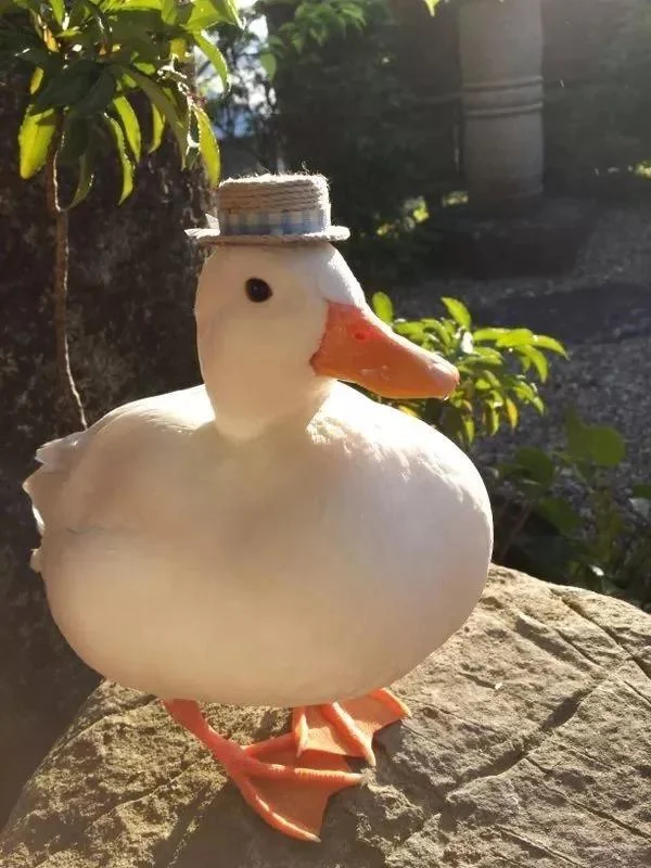 Duck with a hat on