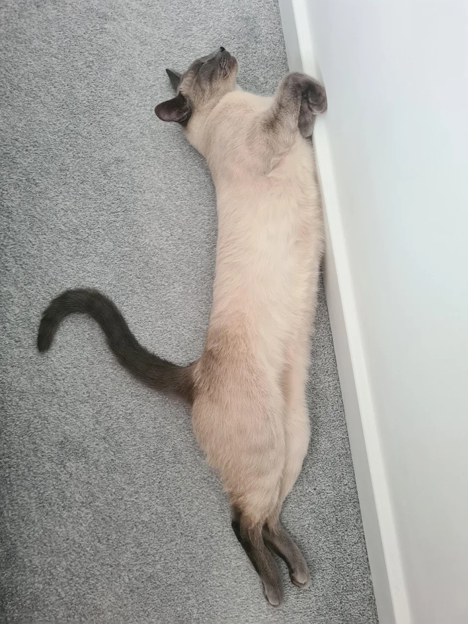 Stretched cat