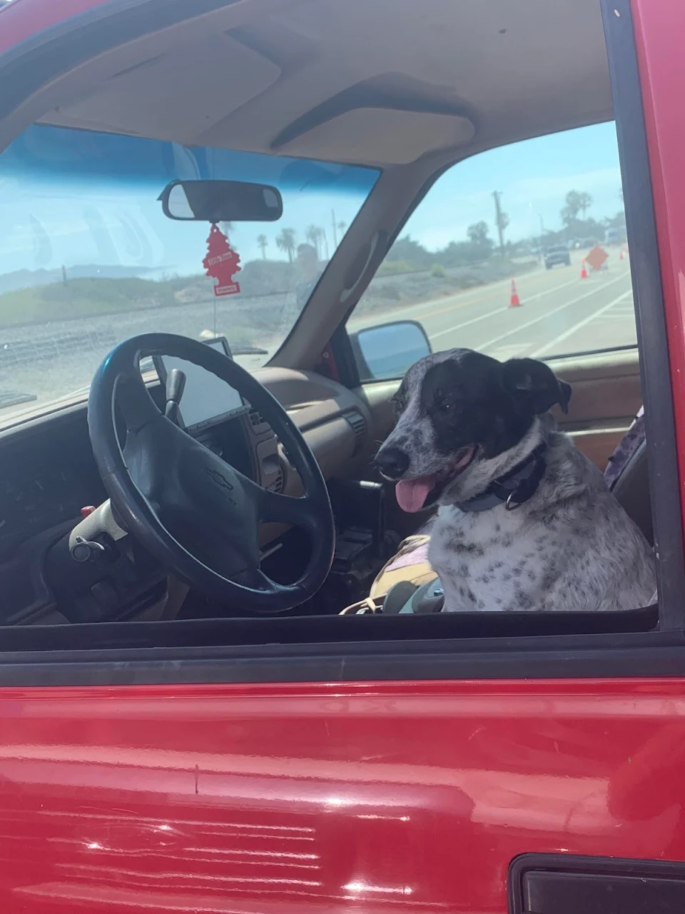 Dog Driving Truck