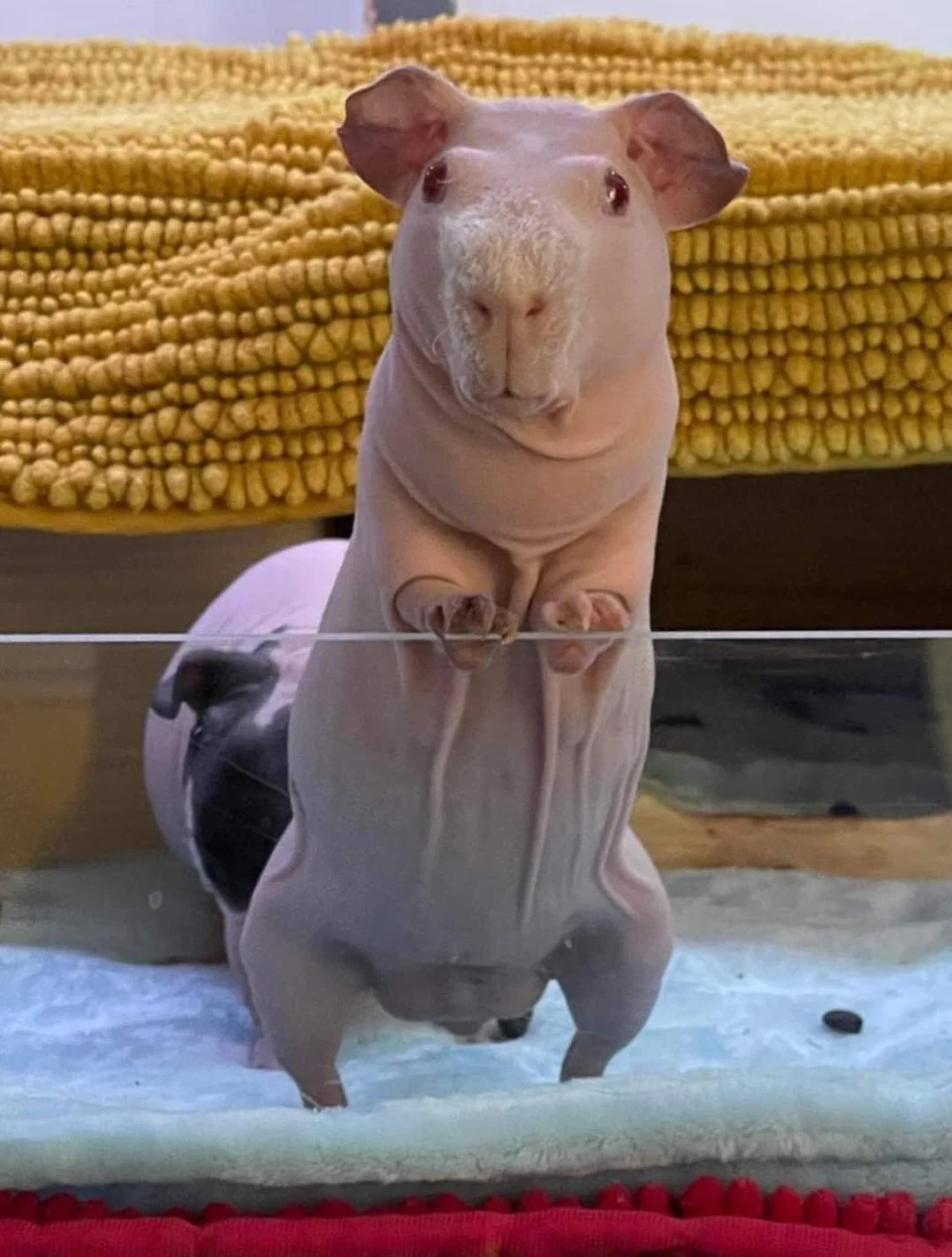 This Guinea Pig