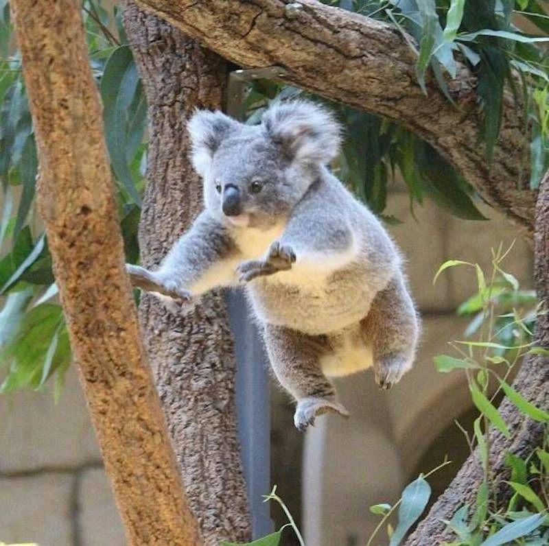 This jumping koala