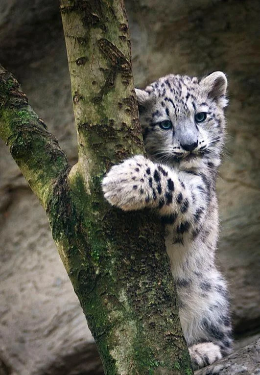 A Snow Leopard Cub