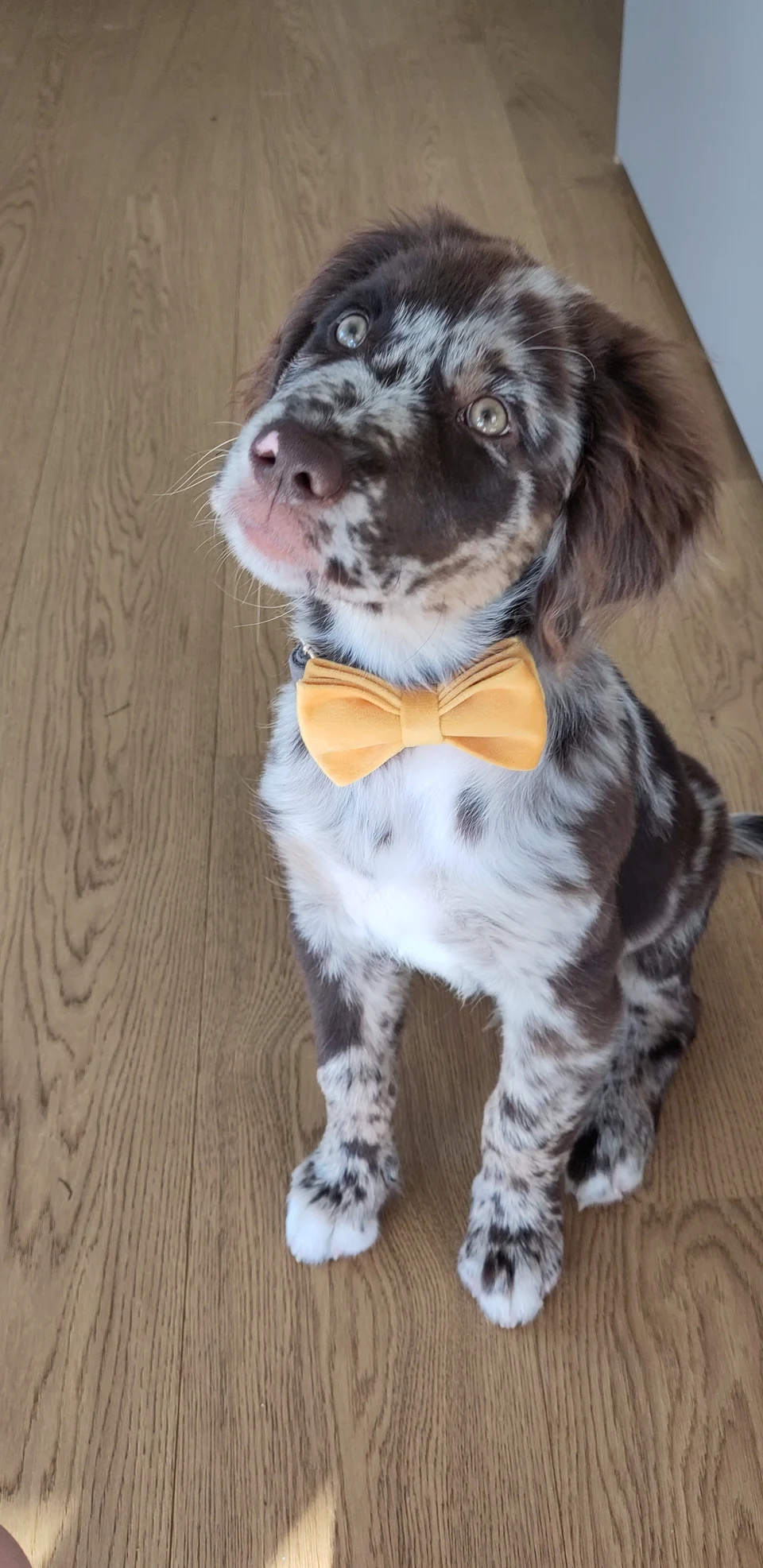 Getting ready for his first day at my office
