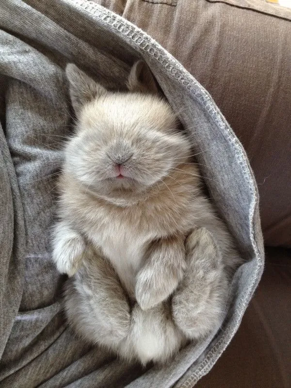 Little Bunny Snooze-Snooze