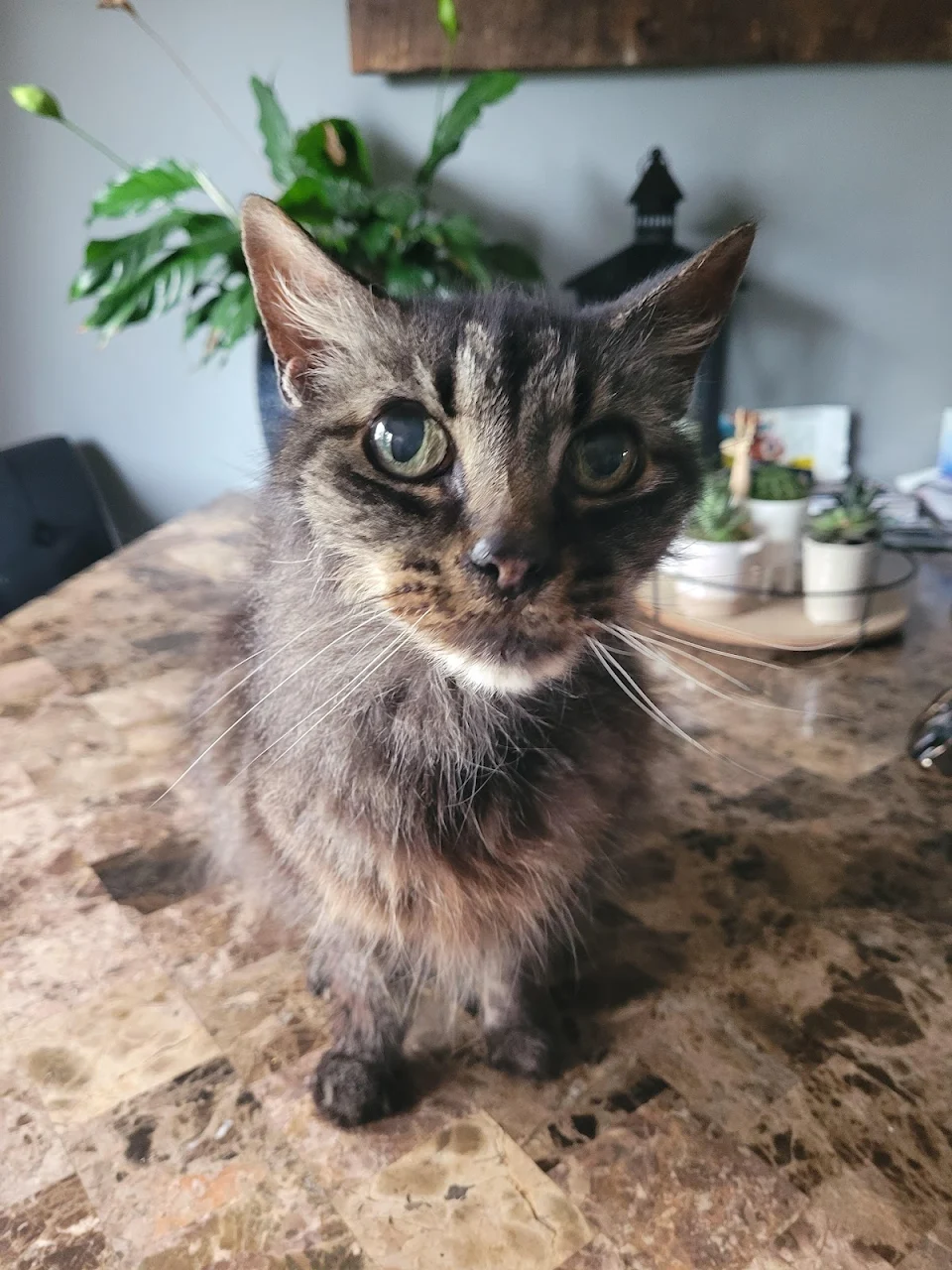 Miss Scruffy just celebrated her 20th go around the sun! Happy Birthday, Old Gal!