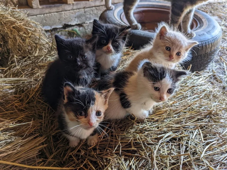 Adorable Barn Kittens