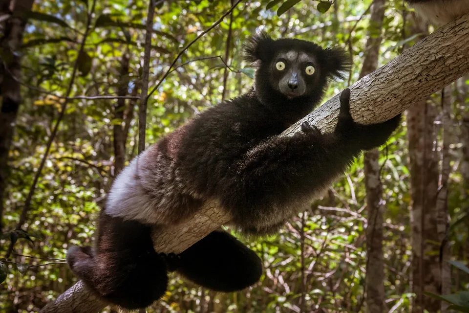 Indri (a.k.a. babakoto) on a tree