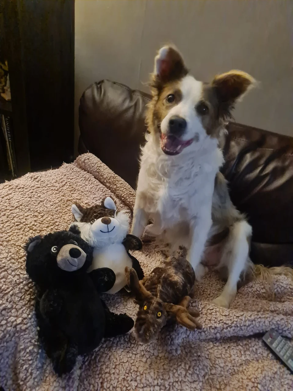 My old girl literally smiling for her new toys