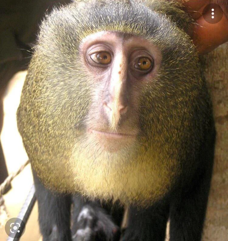 This monkey face