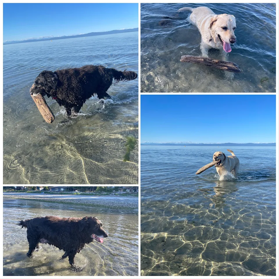 Beach days are the best days!! My old lady discovered how much easier it is for her arthritic legs to swim and she gets water zoomies!