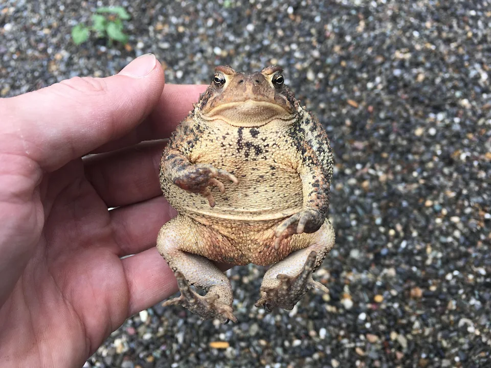 This Fat Toad