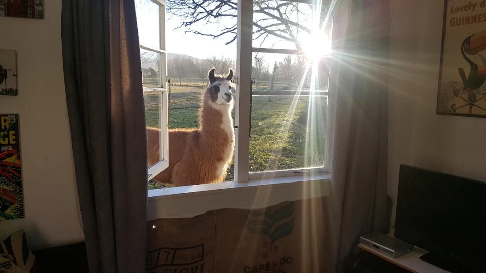 Llama at Open Window