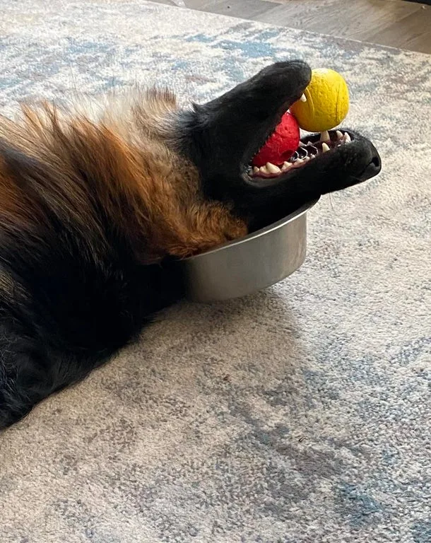 Dog with head in bowl and toys in mouth