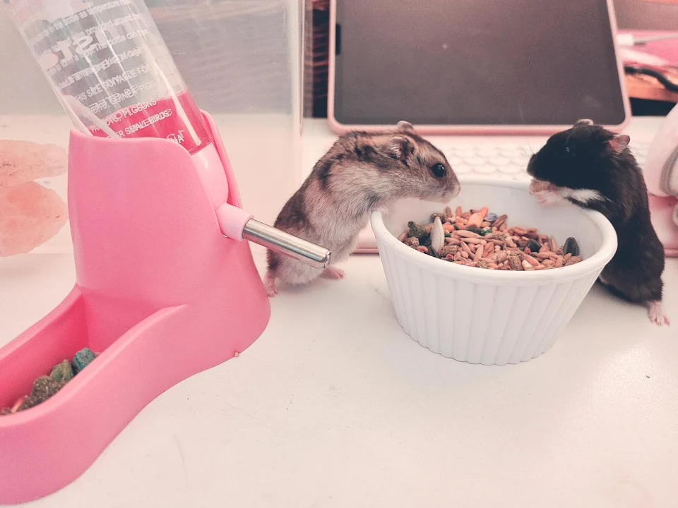 Two hamsters eating