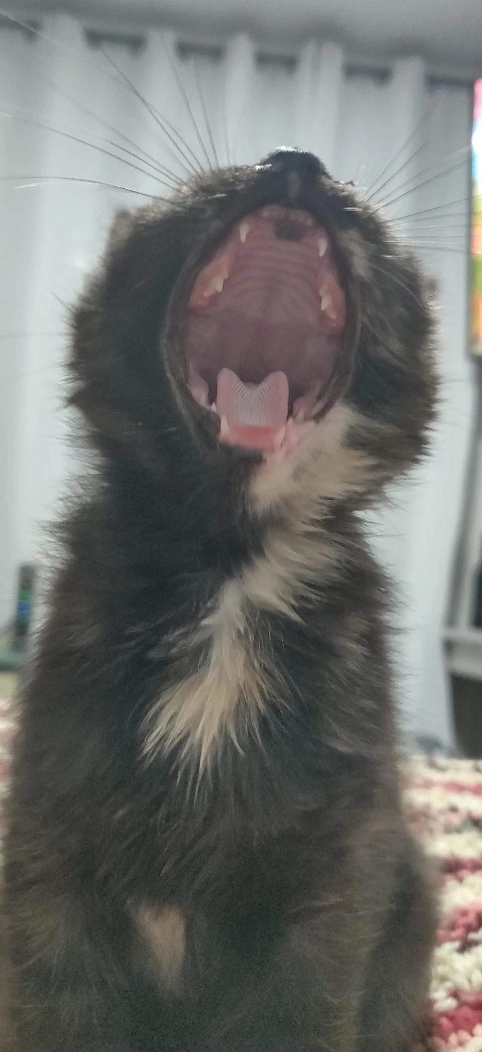 This kitten yawning