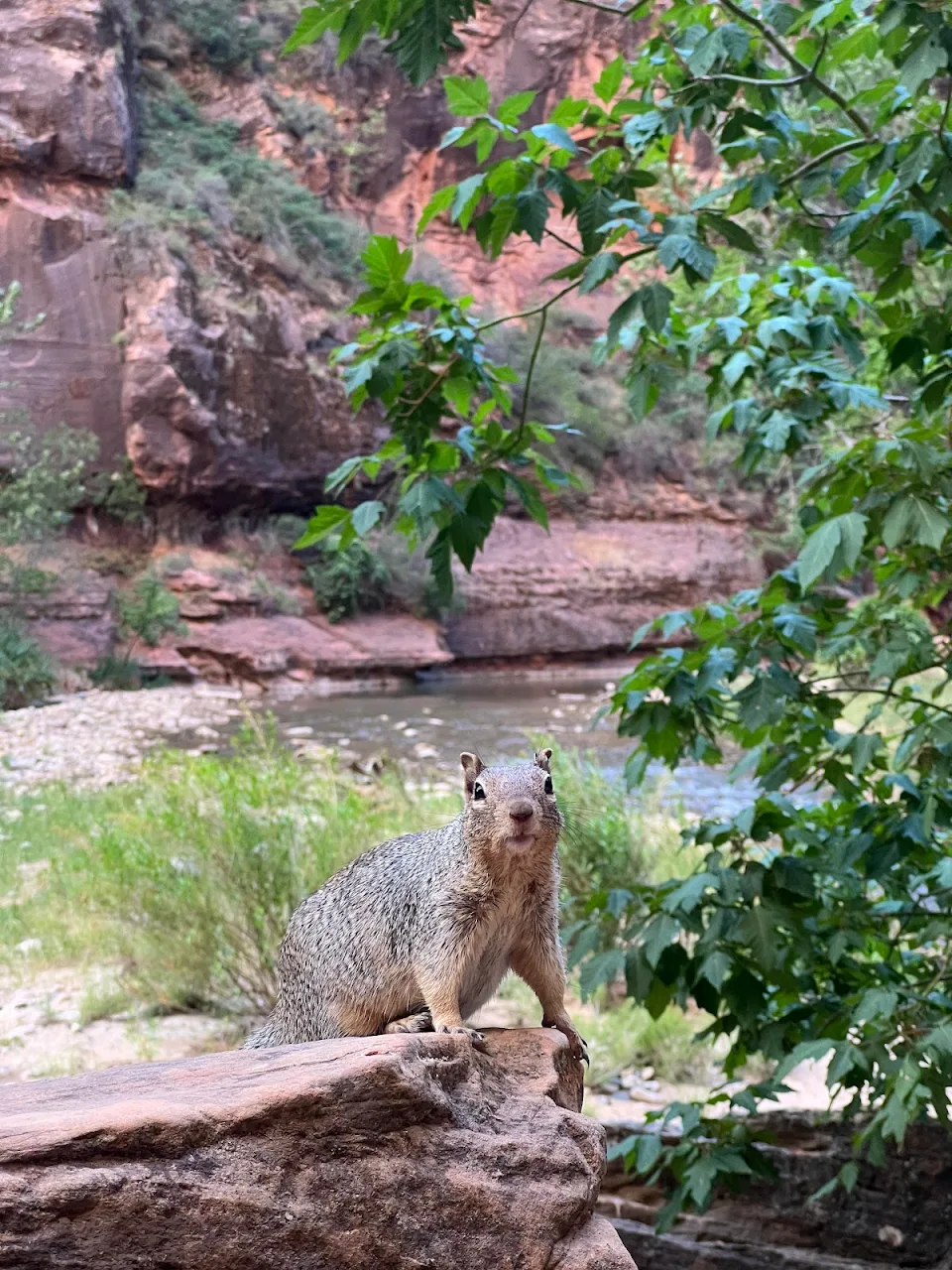 This squirrel in Zion National Park