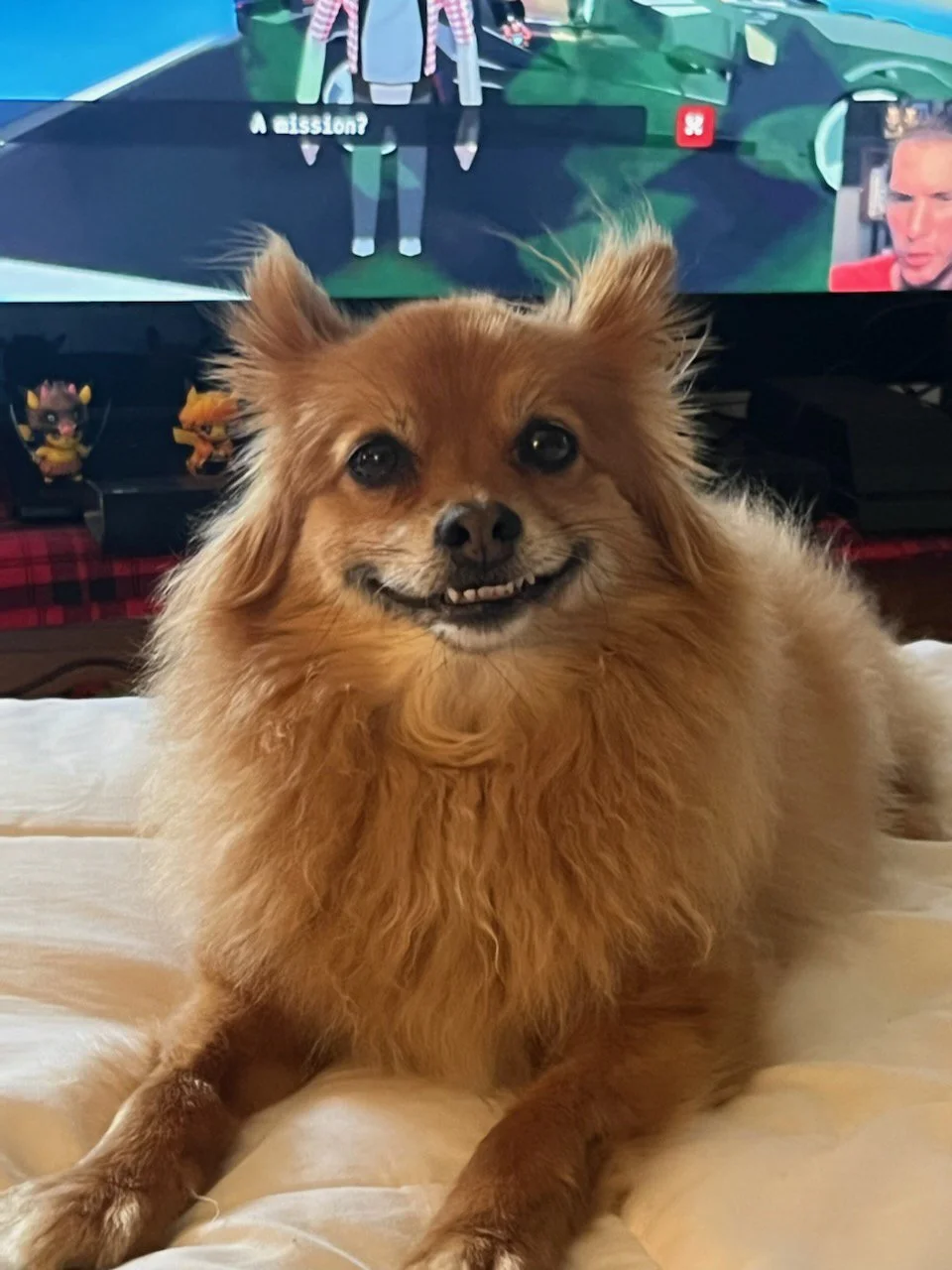 This grinning Pomeranian