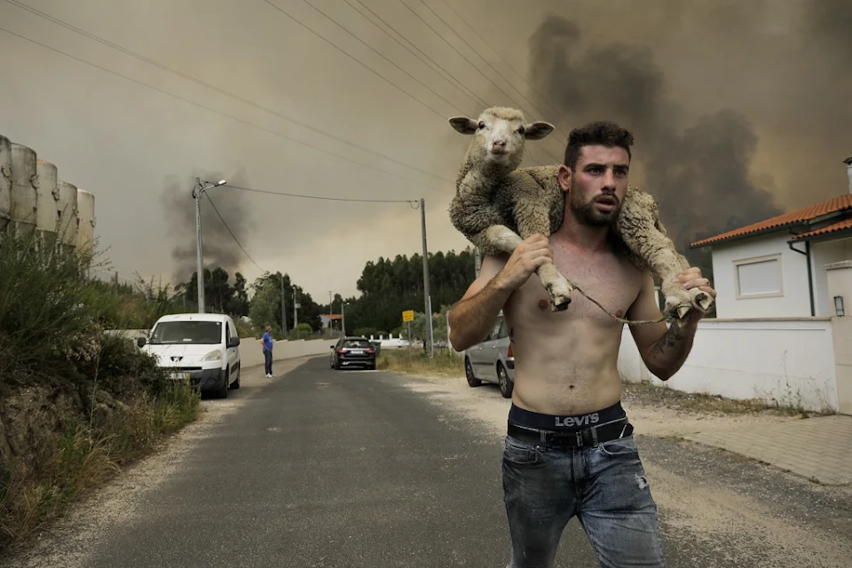 Man rescues lamb (Leiria, Portugal)