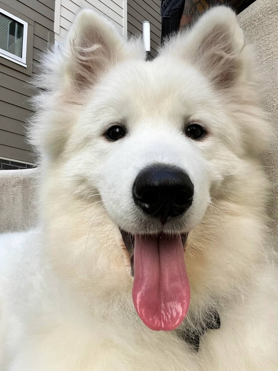 Meet Ori! My 5 month old Samoyed puppy 💕