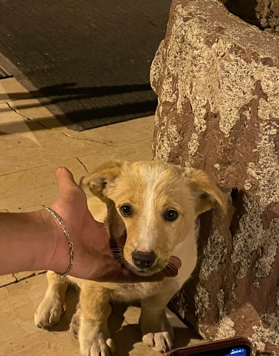 we found this little boy on the street
