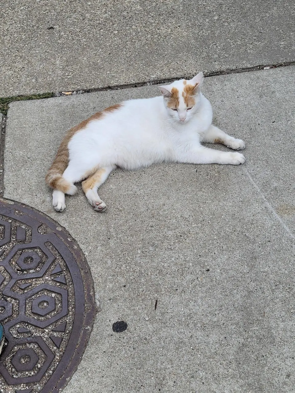 local donut shop cat hangs out on the corner waiting for strangers to stop and pet him