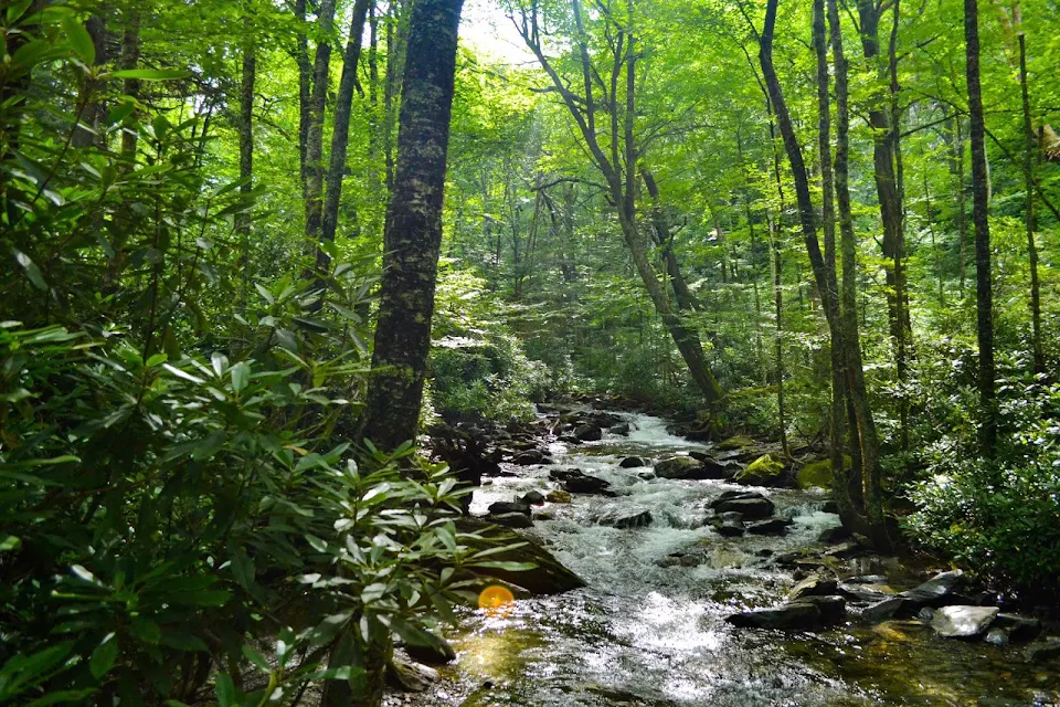 A Creek in The Smokies, Aug 2022 in the Great Smoky Mountains National Park by Gaitlinburg, TN [OC]