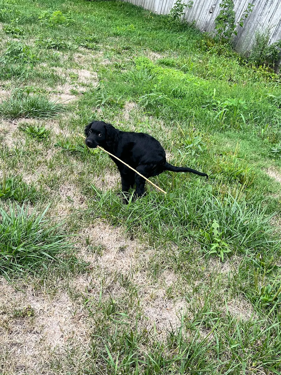 a puppy pooping with a stick.