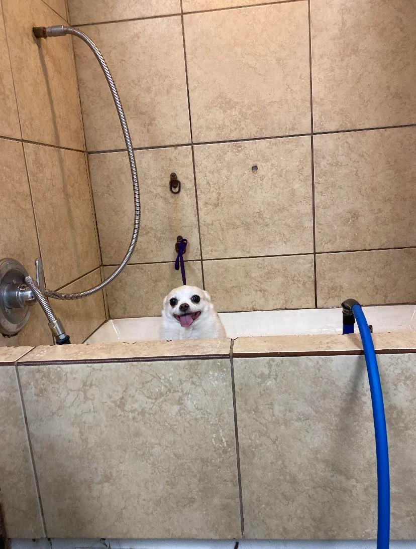 dog sitting in a bathtub